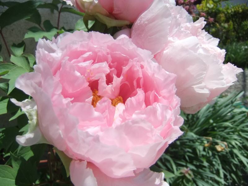 節電？ CO2削減？　クーラー使わないヨーロッパ